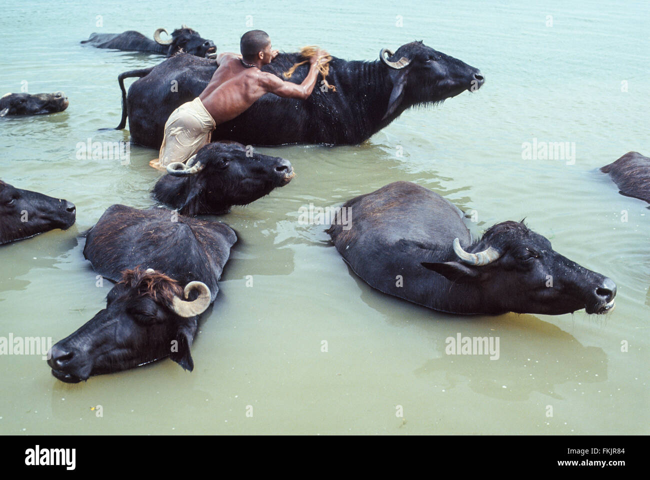 Man washing, cleaning, his water buffalo, cattle, in sacred,though, polluted, River Ganges