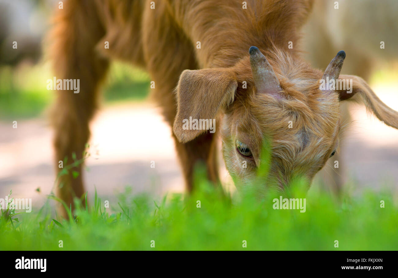 Young goat eating grass Stock Photo