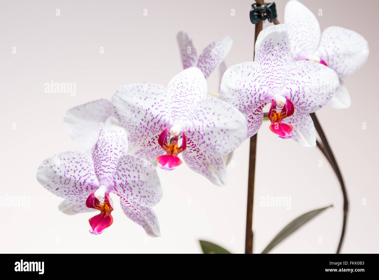 Pretty white orchid pink spots hi-res stock photography and images - Alamy