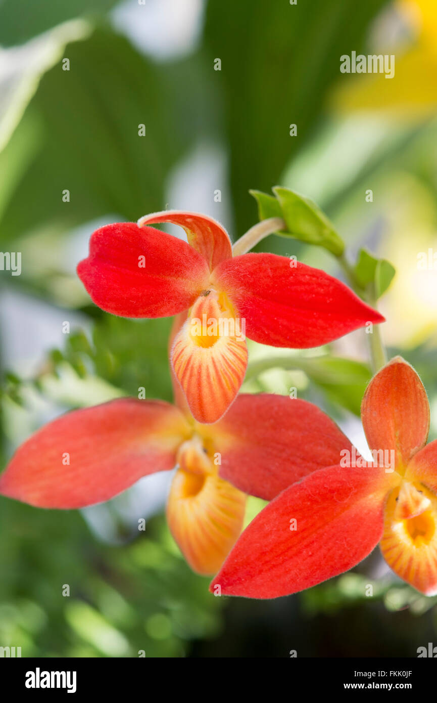 Phragmipedium besseae. Red Phragmipedium orchid Stock Photo