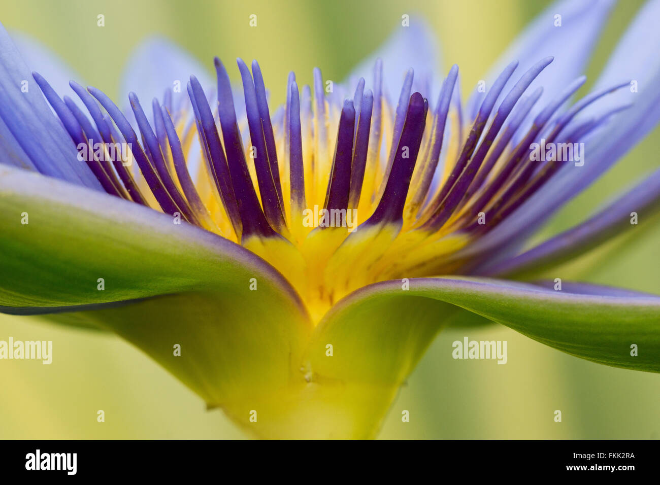 Close up of purple and yellow waterlily side on Stock Photo