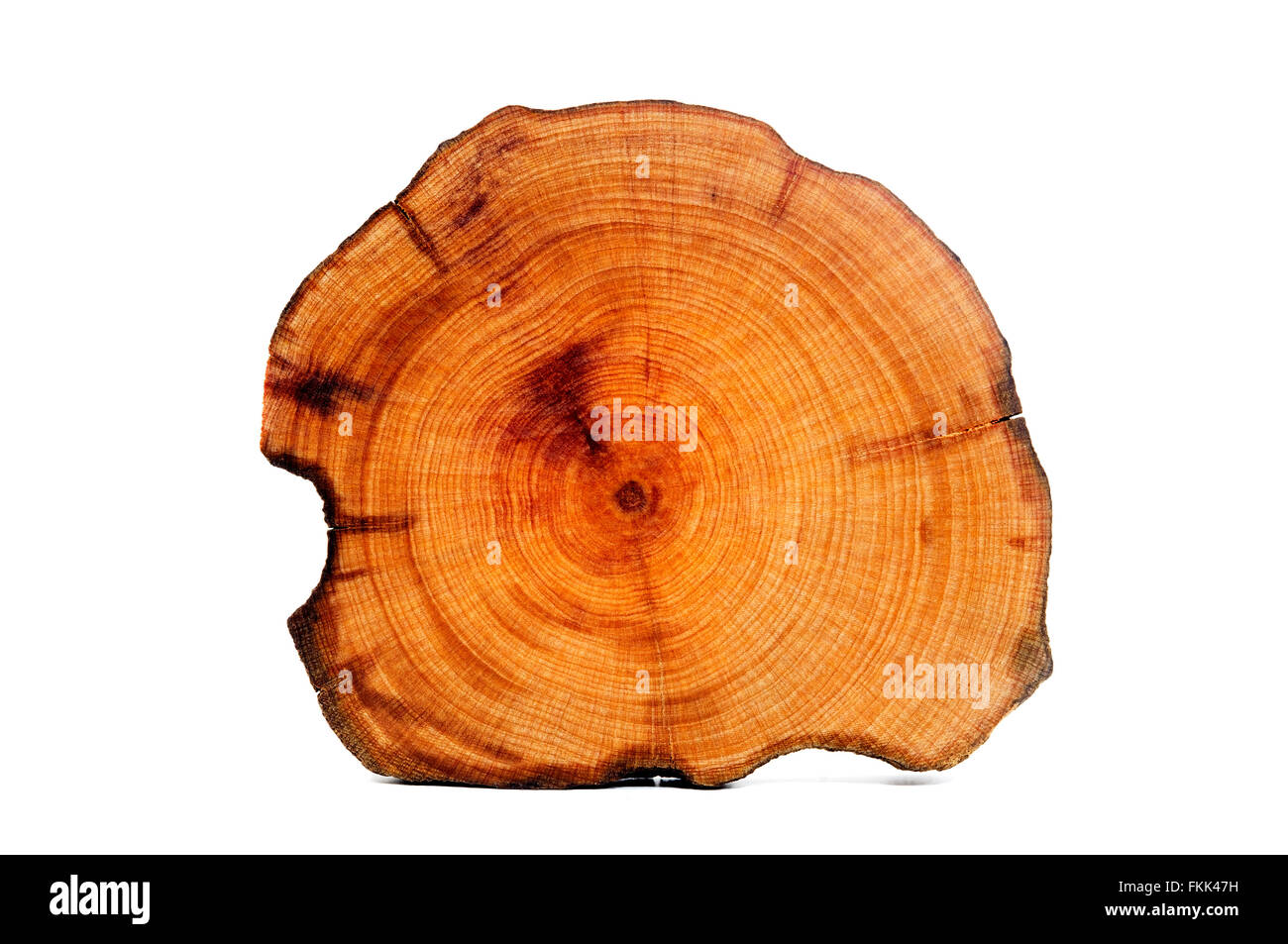 Cross section of a wooden Golden Shower Tree log on a white background Stock Photo