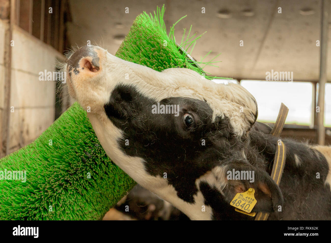 Friesian cow suffering from itch due to loss of hair and rubbing her coat against a rotating brush, South Holland, Netherlands. Stock Photo