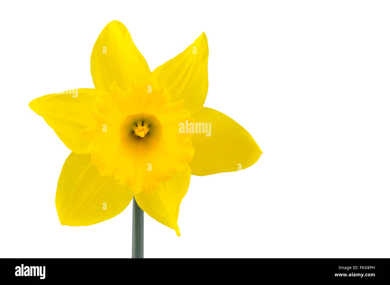 Single yellow daffodil flower isolated on white Stock Photo Alamy