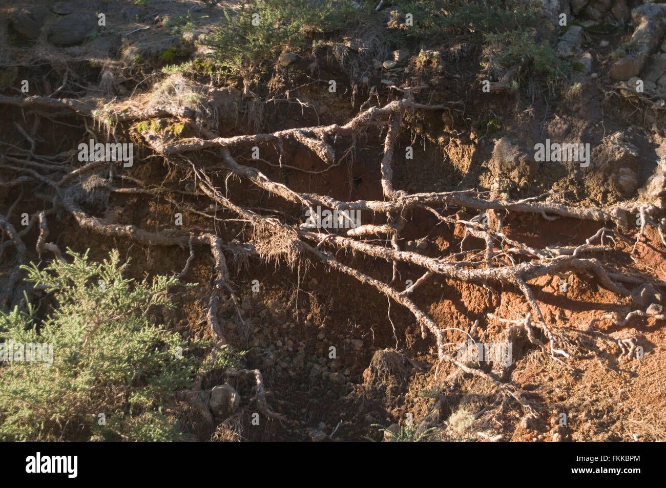 soil erosion eroded land exposed roots roots system washed away water wind systems plant plants tree trees Stock Photo