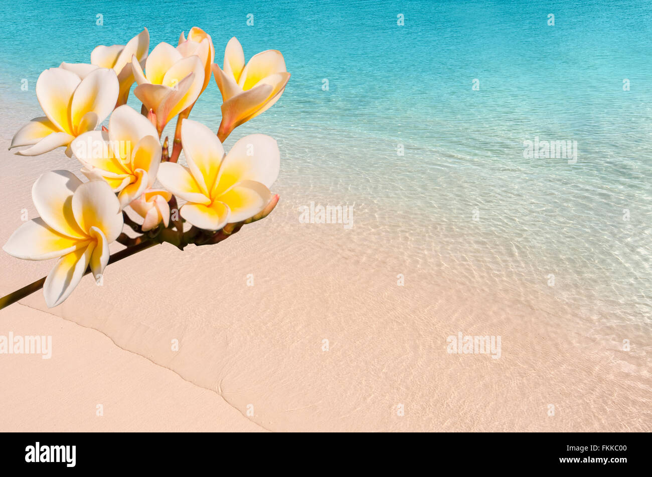 Branch of frangipani flowers (plumeria) close-up, tropical beach background Stock Photo
