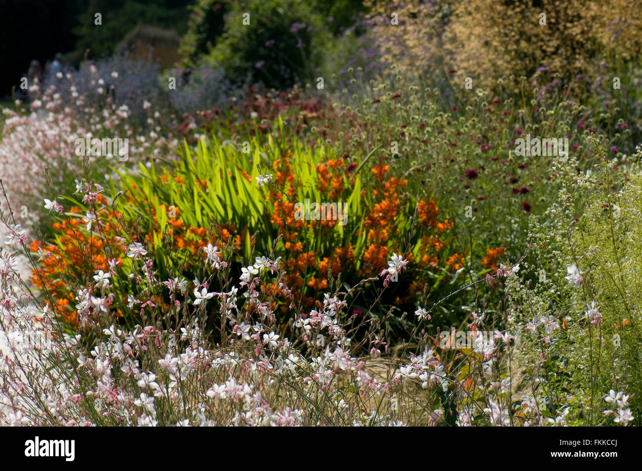 Mixed herbaceous border in summer, including Gaura lindheimeri 'Vanilla', Crocosmia 'Fire Jumper' and Knautia macedonica. Sir Ha Stock Photo