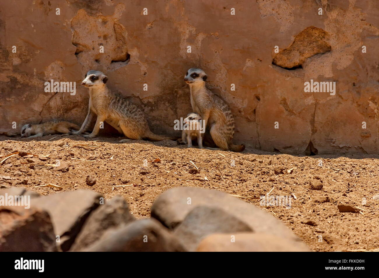 Suricate/Meerkat in Kwena Garden, Sun City, South Africa Stock Photo