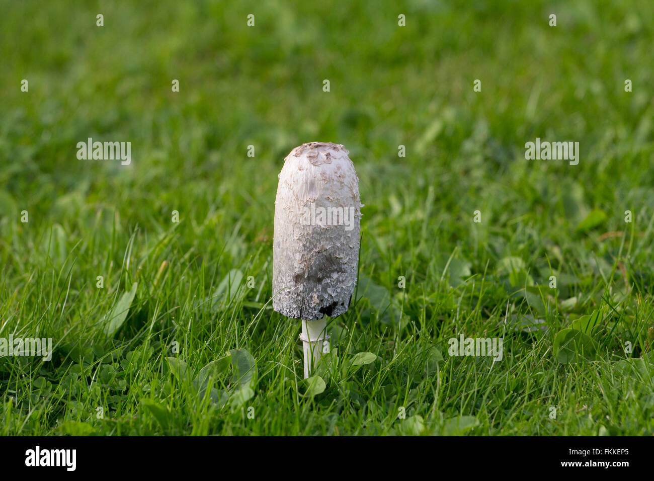 Shaggy Ink Cap (or Coprinus comatus fungi) edible mushroom Stock Photo