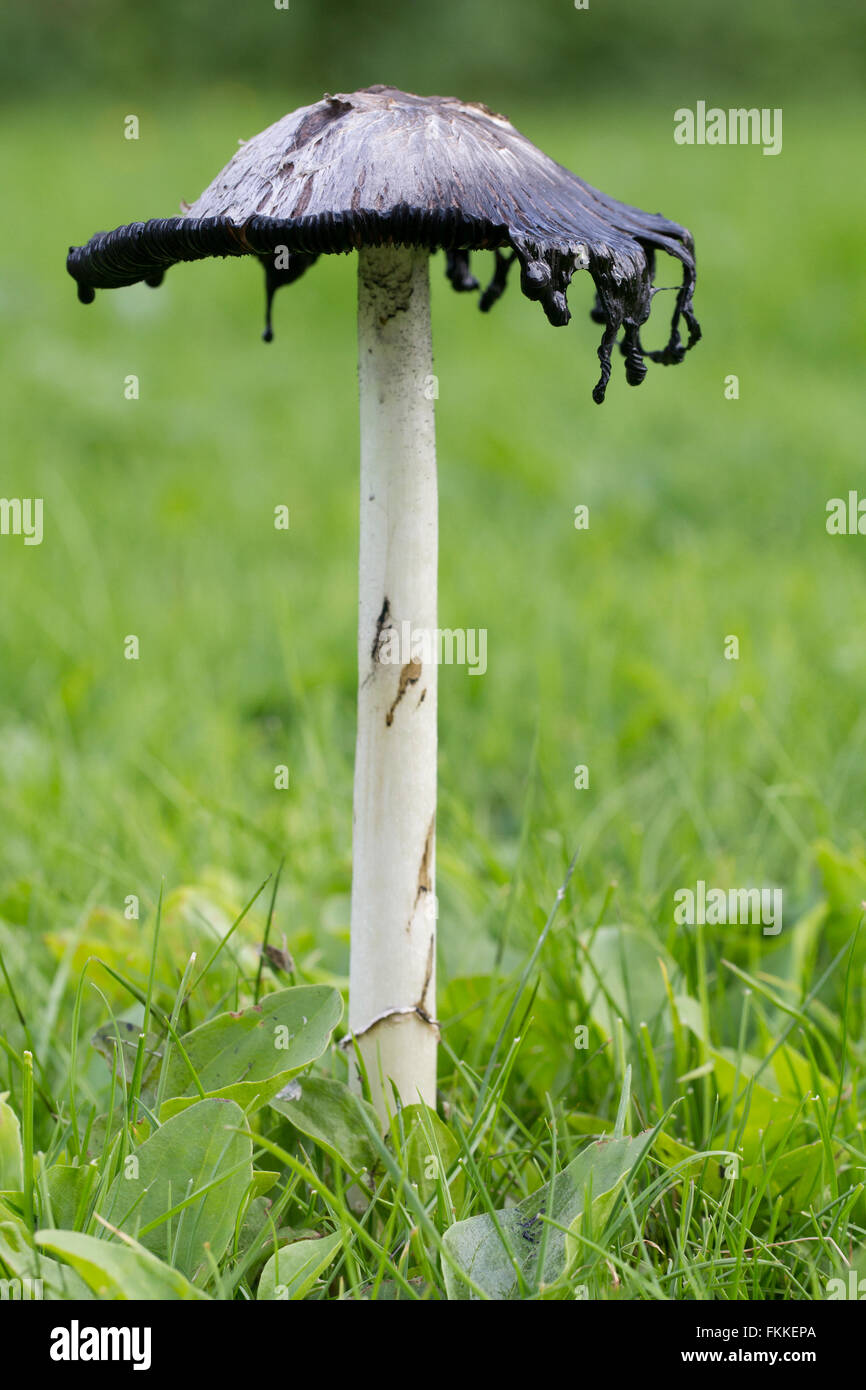Shaggy Ink Cap (or Coprinus comatus fungi) edible mushroom Stock Photo
