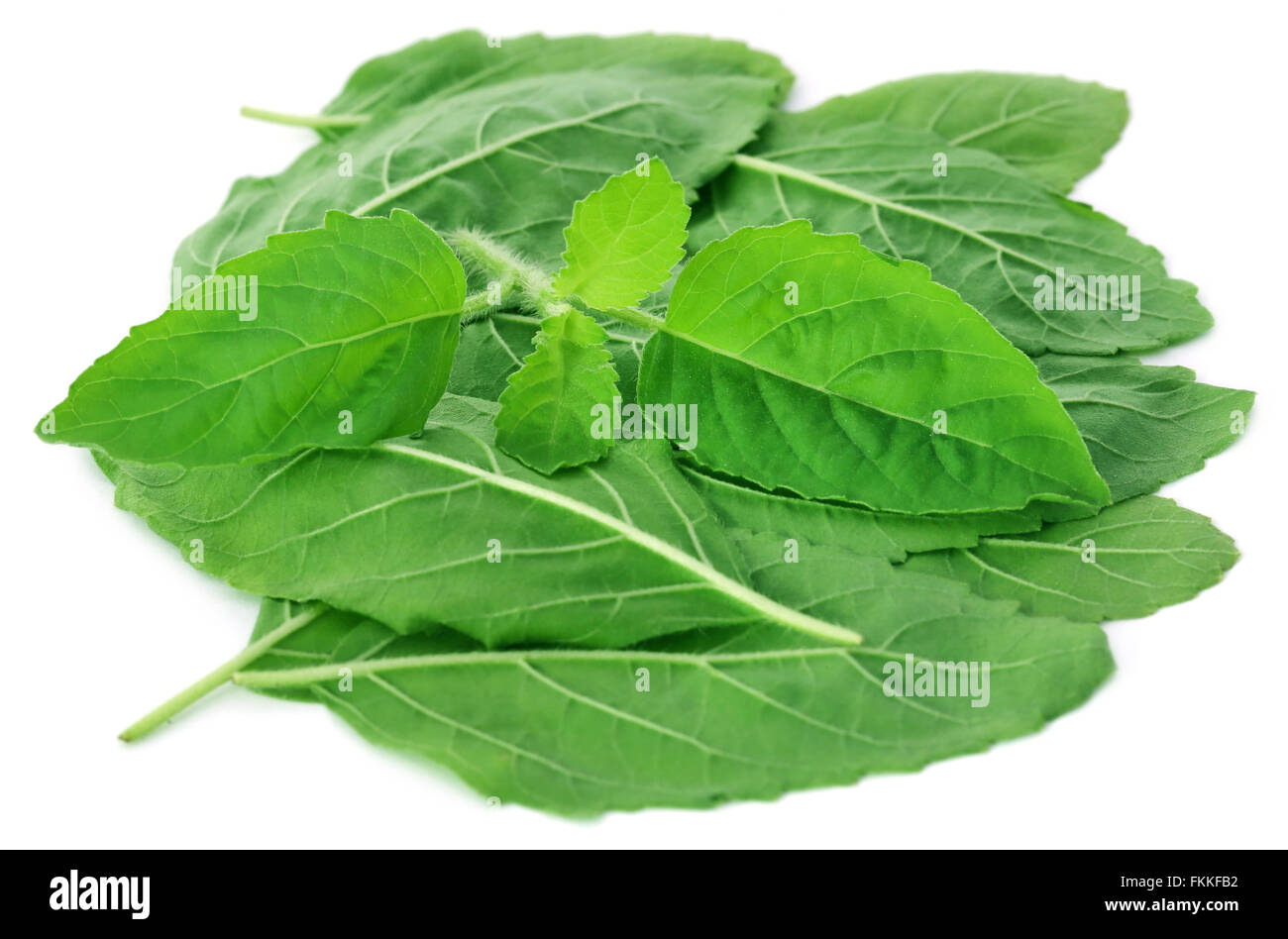 Holy basil plant tulsi leaves hires stock photography and images Alamy