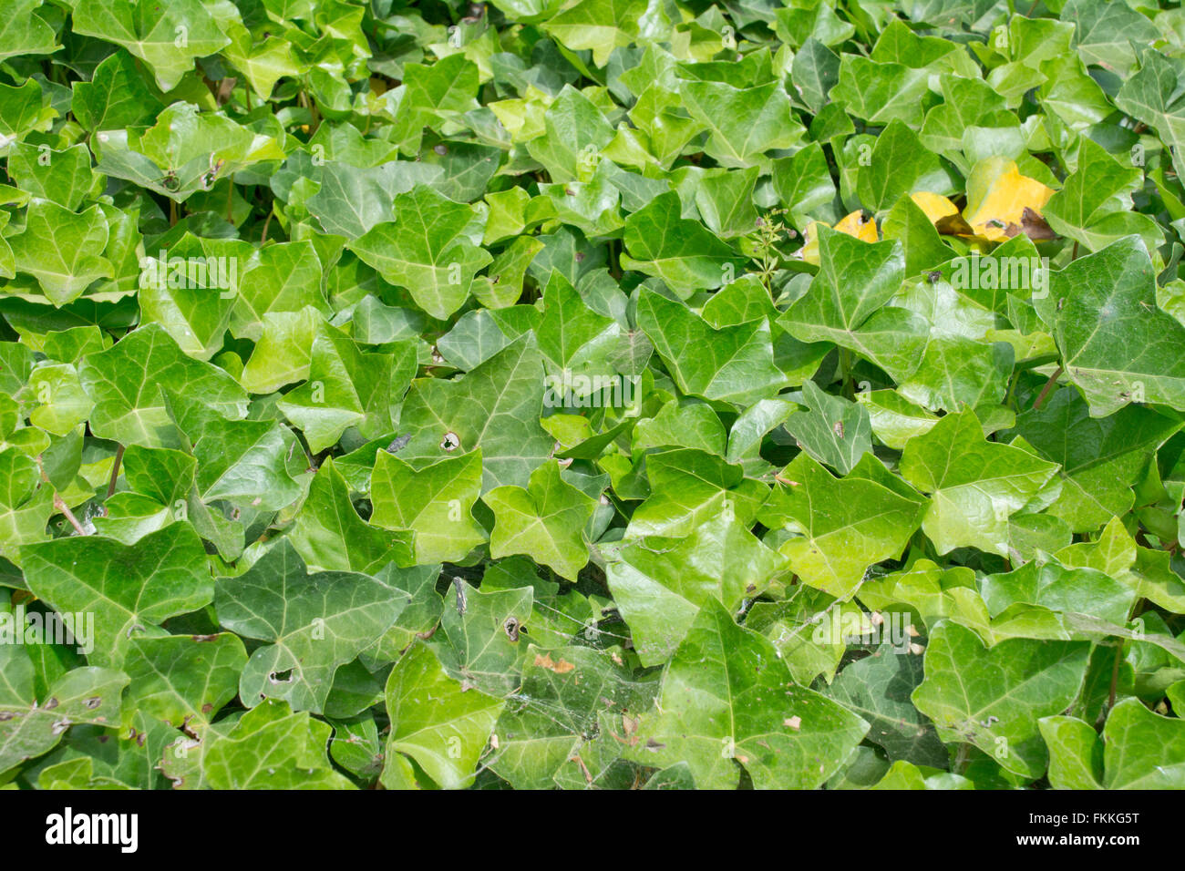 Hedera helix ivy hi-res stock photography and images - Alamy