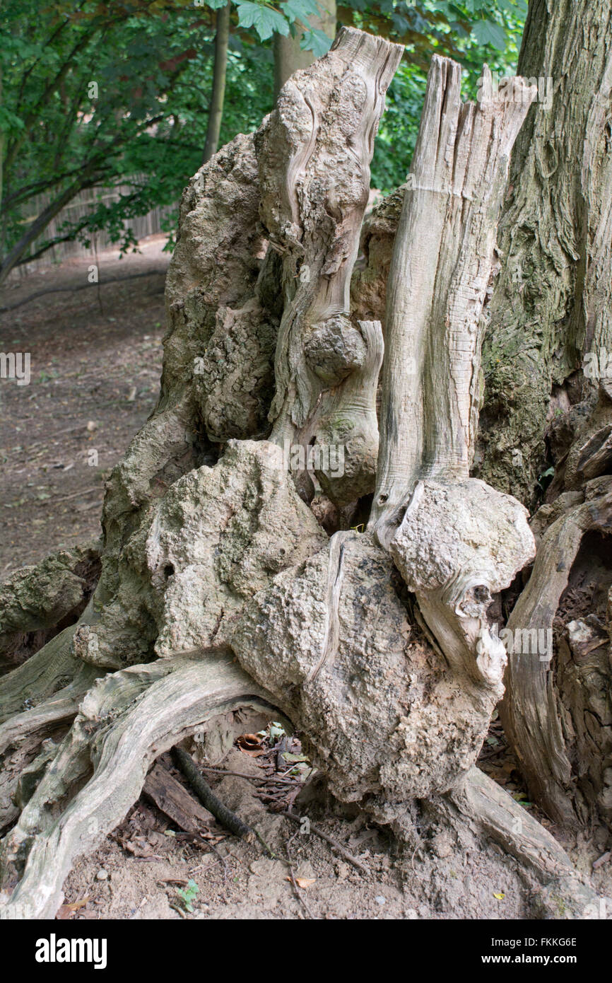 Old tree trunk and root Stock Photo Alamy
