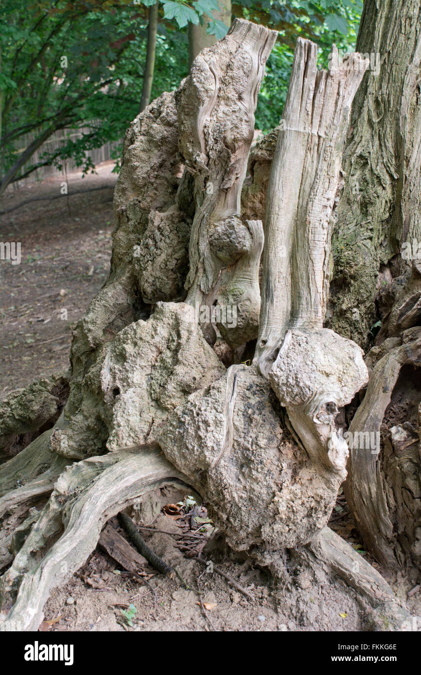 Old tree trunk and root Stock Photo