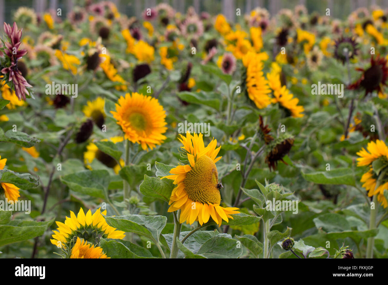 A field of yellow sunflowers on Garsons Farm, Esher, England, UK Stock