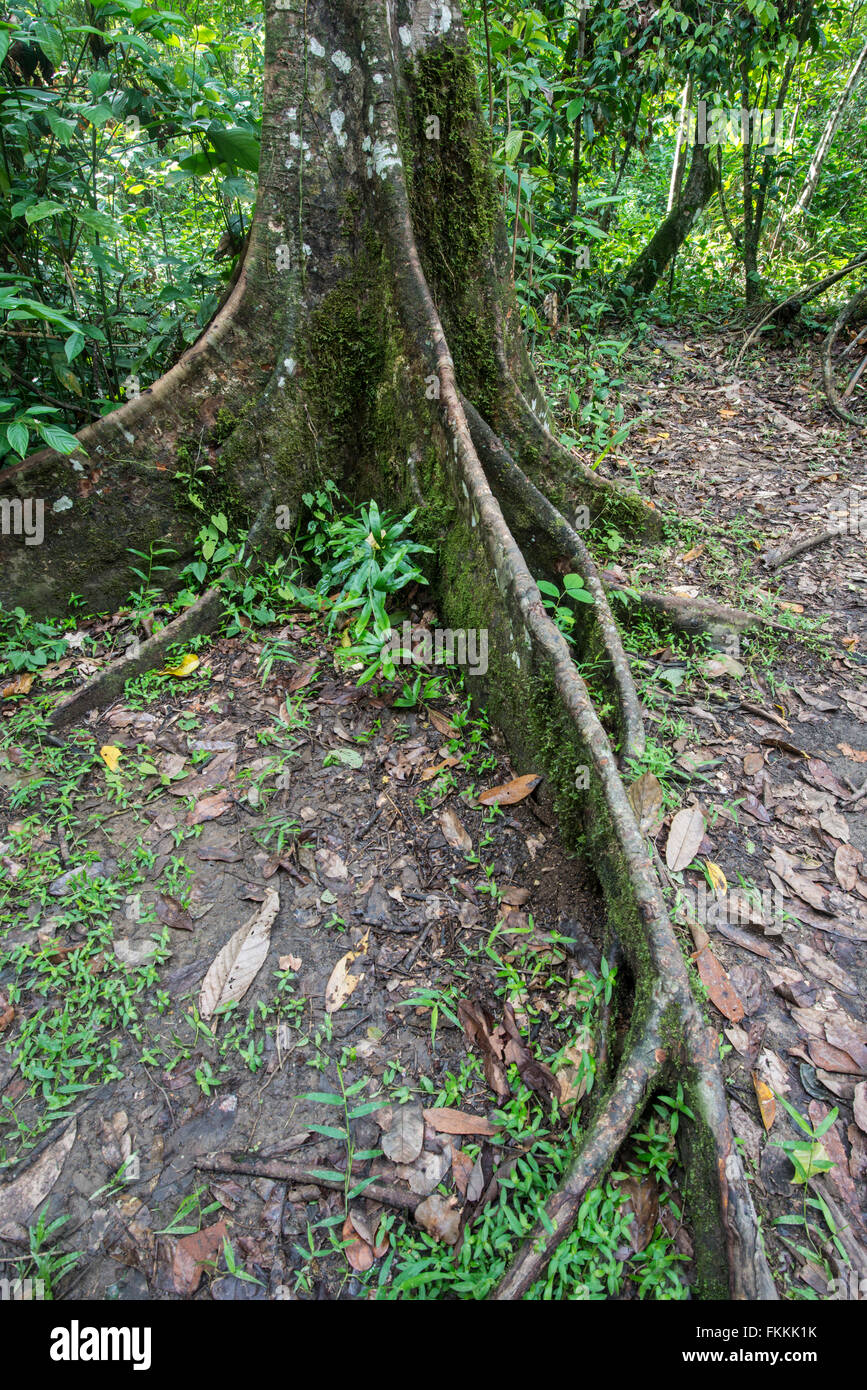 Buttress Roots on Rainforest tree (Shorea sp.) Danum Valley, Sabah, Borneo Stock Photo