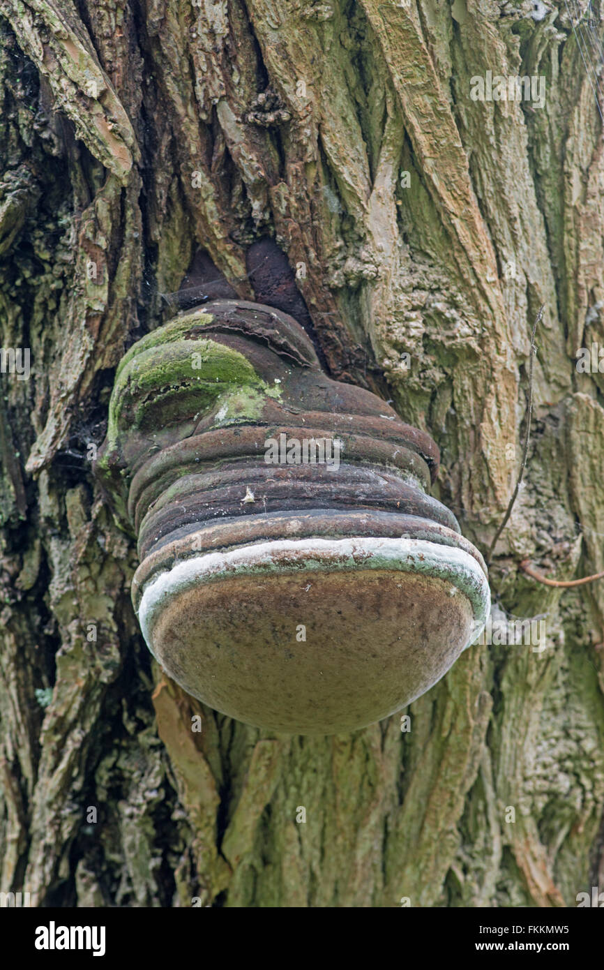 Hoof Fungus, or Tinder Bracket Fungus: Fomes fomentarius. Sussex, England Stock Photo