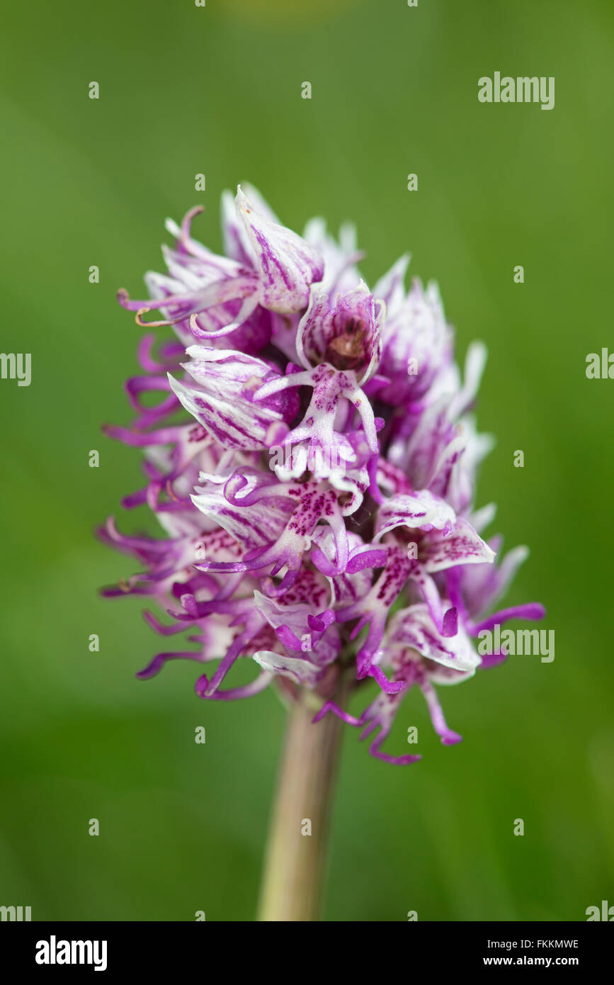 Monkey Orchid: Orchis simia. Kent, England Stock Photo