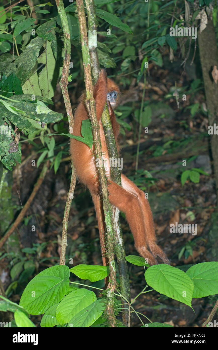 Red Leaf Monkey: Presbytis rubicunda. Sabah, Borneo Stock Photo
