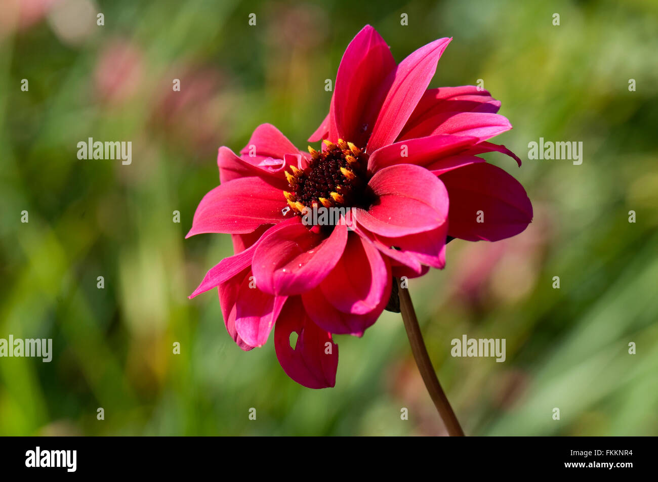 Dahlia 'Bishop of Canterbury' Stock Photo