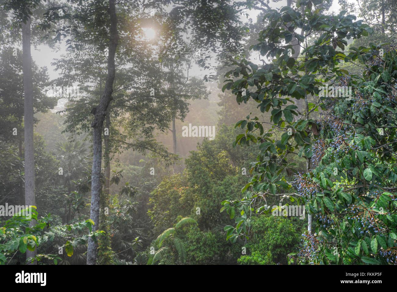 Tropical rainforest, Sepilok, Sabah, Borneo, with fruiting Kedondong (Dacryodes incurvata). Early morning Stock Photo