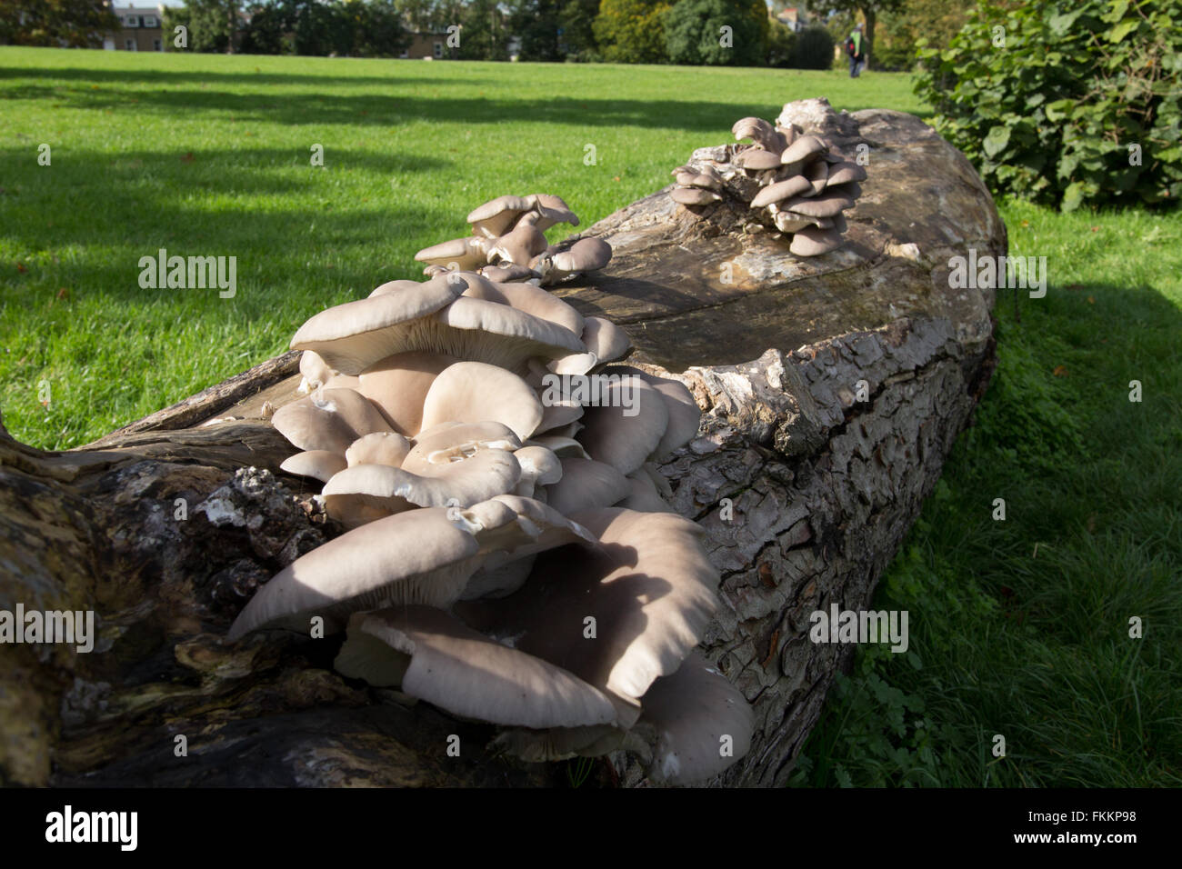 Wild mushrooms growing on a fallen tree trunk Stock Photo