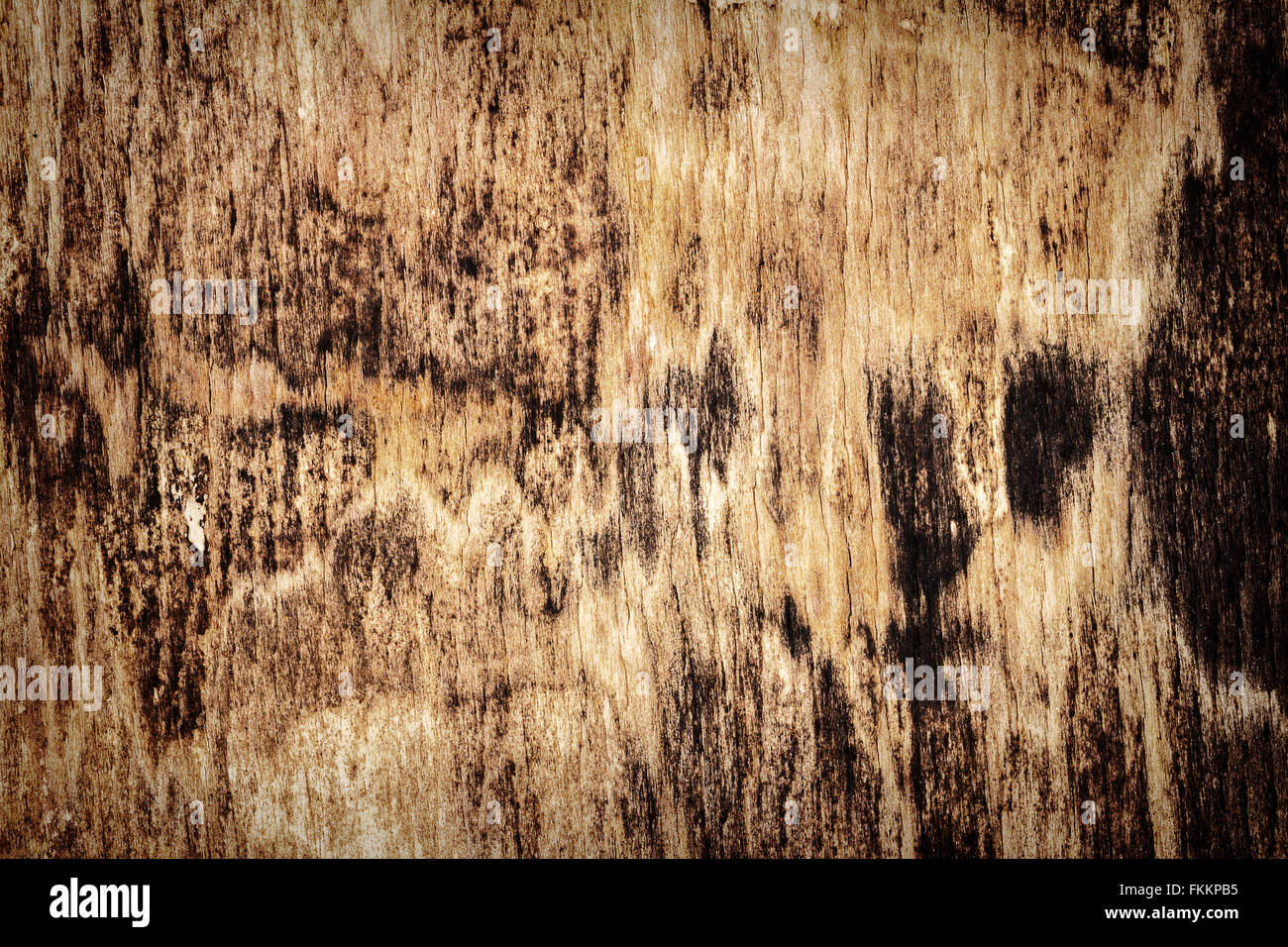 Old rotten moldy wood texture background Stock Photo Alamy