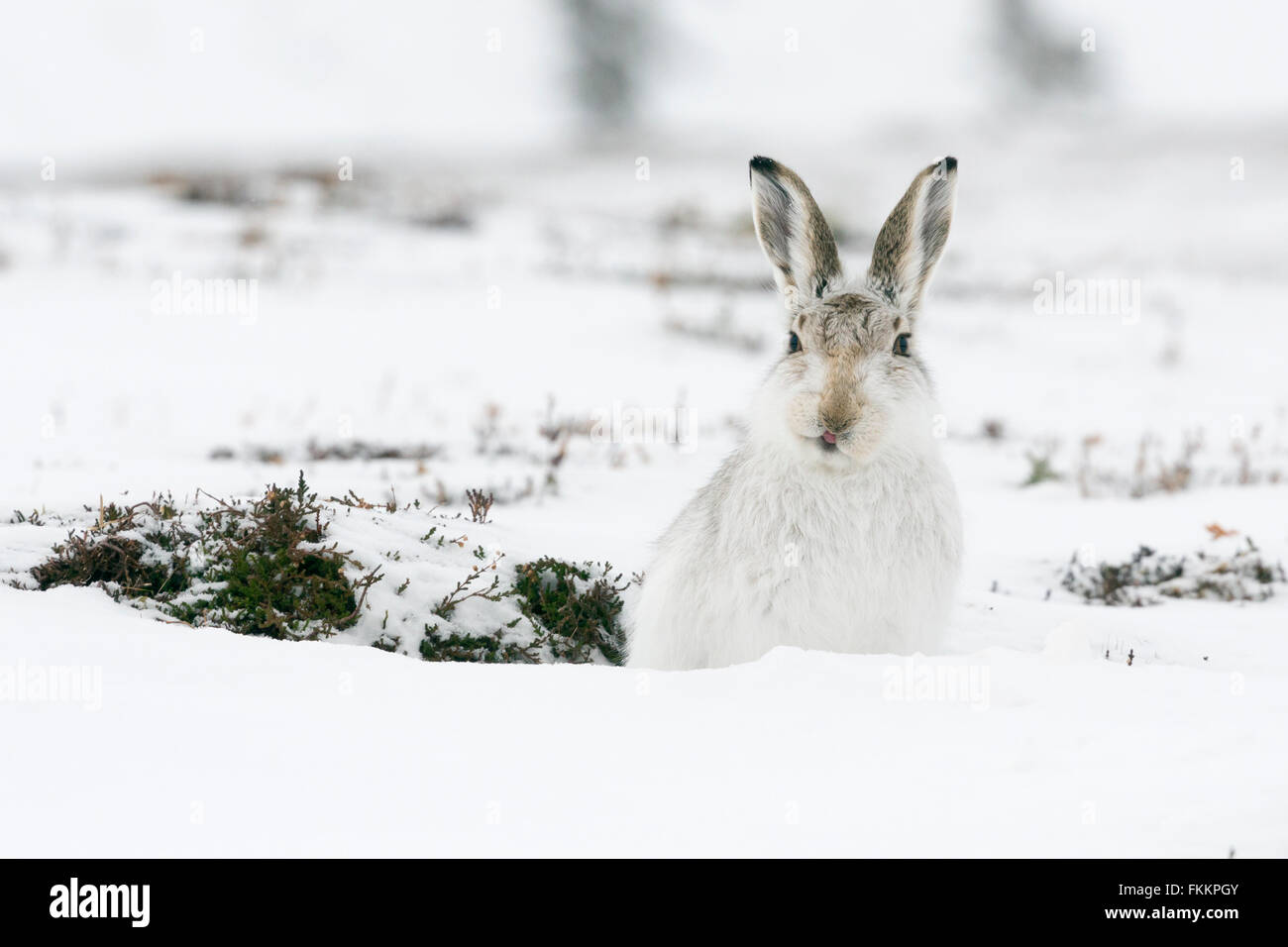 Mountain hare in snow, Findhorn Valley, Inverness-Shire, Scotland, March 2016. Stock Photo