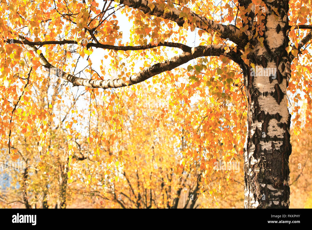 Autumn. Seasonal background. Closeup of birch tree with yellow leaves ...