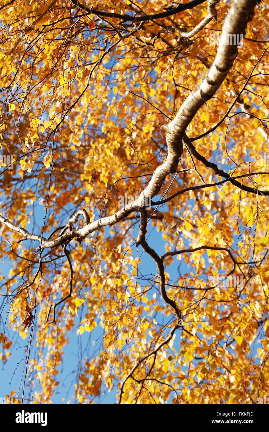 Autumn. Seasonal background. Closeup of birch tree with yellow leaves ...