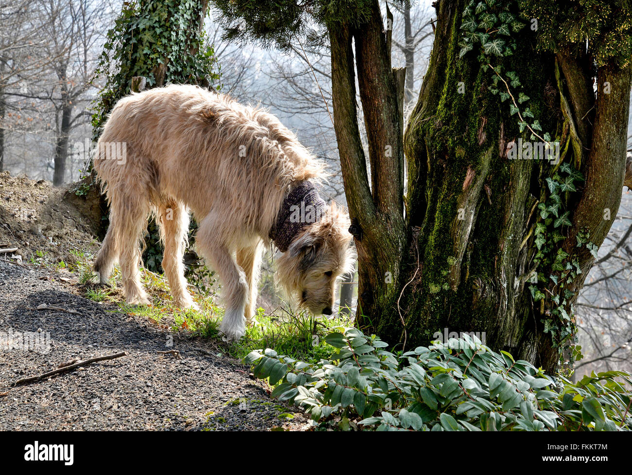 Big dog sniffing in the trees Stock Photo Alamy