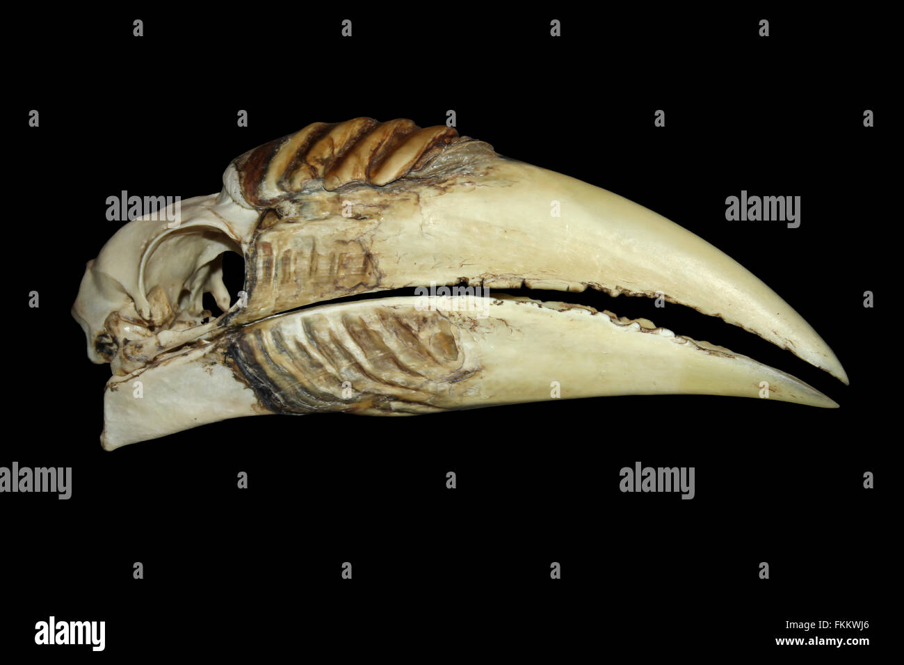 Hornbill Skull Stock Photo