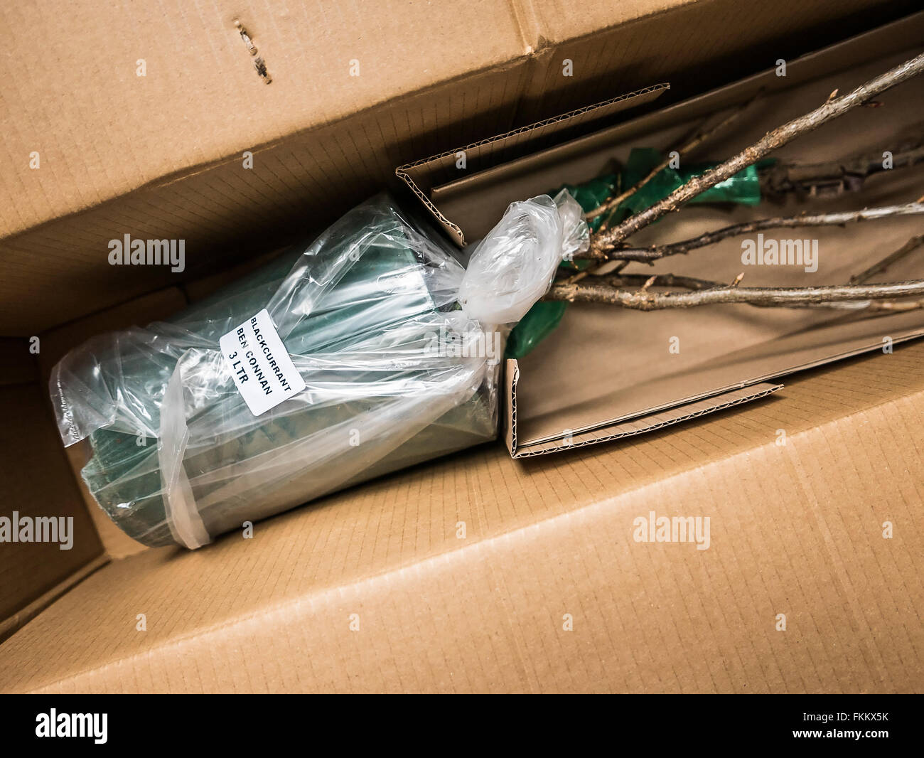 Potted blackcurrant bush delivered in a cardboard container ready for planting Stock Photo