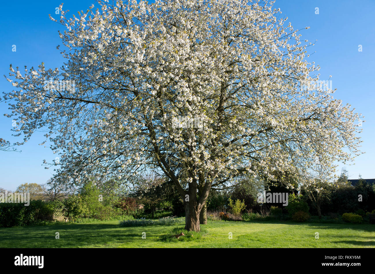 Wild cherry tree in full blossom  in Spring in an English garden Stock Photo