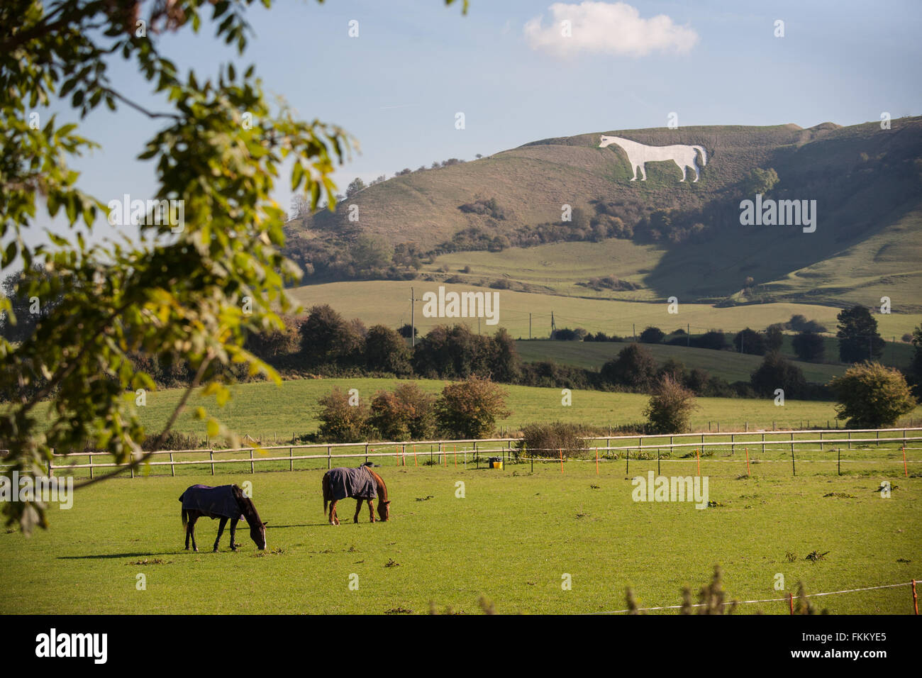 Huge chalk horse on hillside above Westbury,Somerset,England,U.K Stock