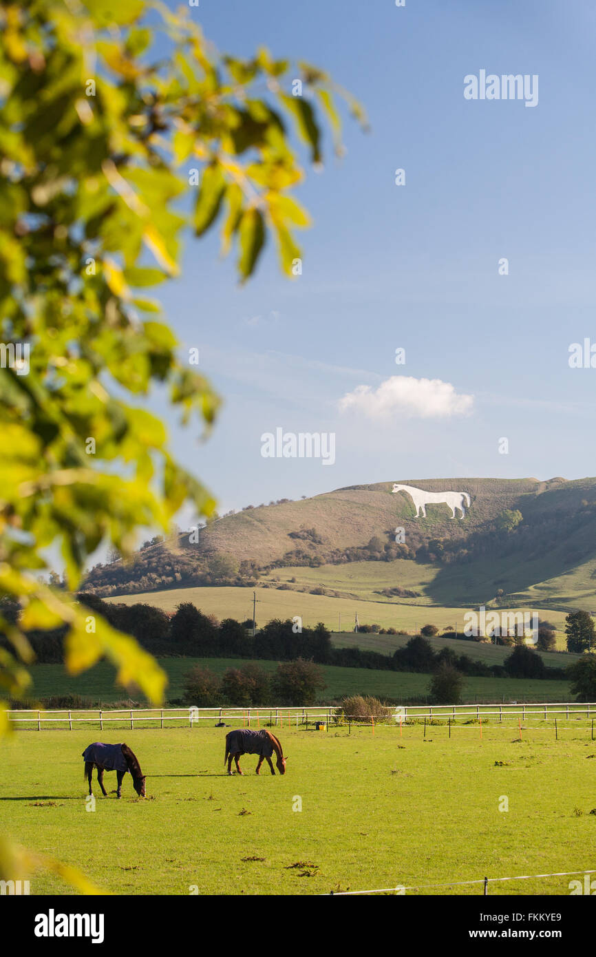 Huge chalk horse on hillside above Westbury,Somerset,England,U.K Stock