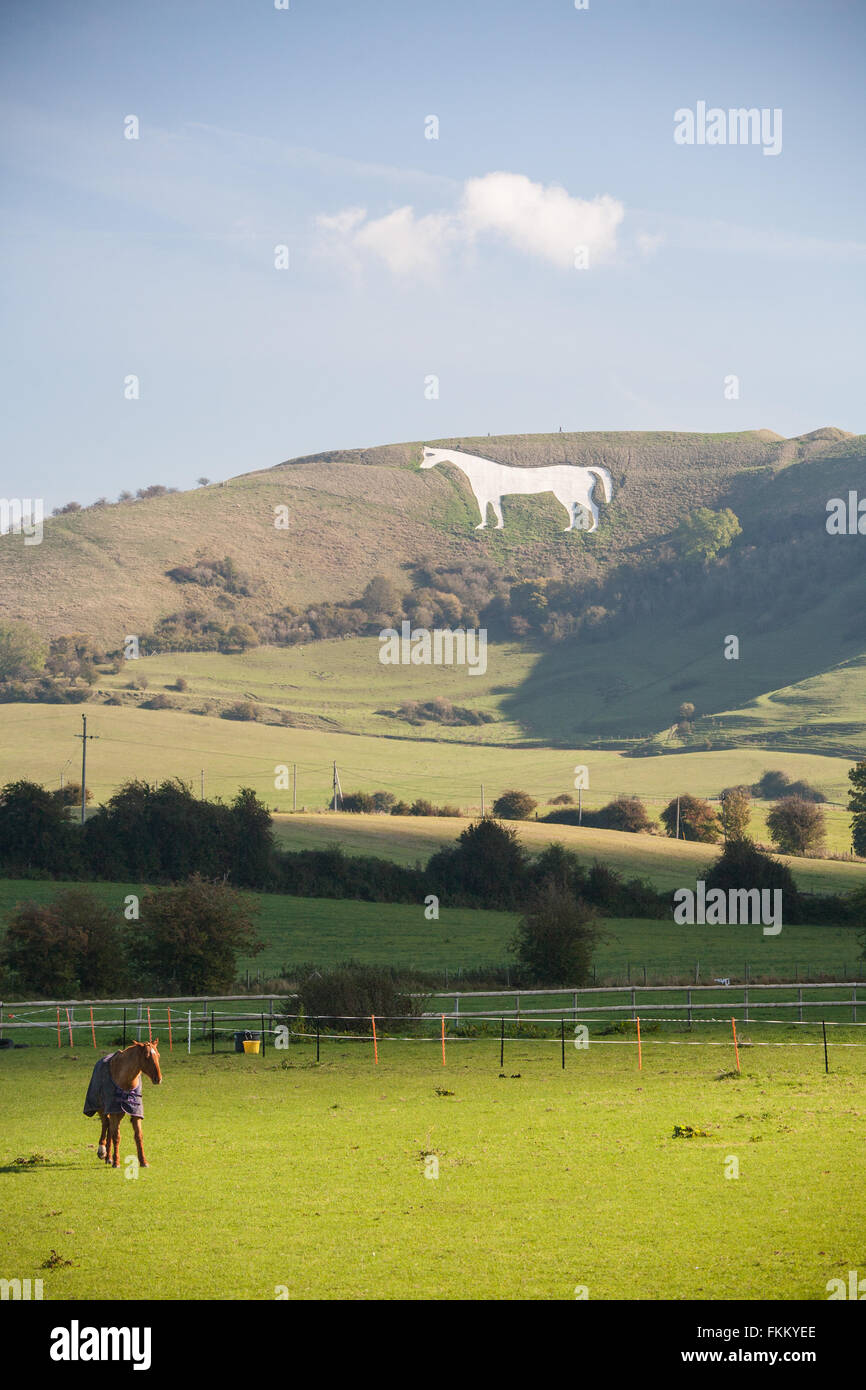 White horse on hillside hires stock photography and images Alamy