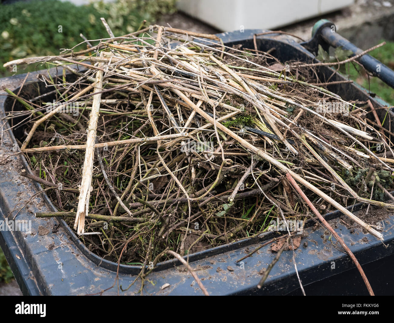 Over-full Green Recycling bin filled with garden refuse Stock Photo