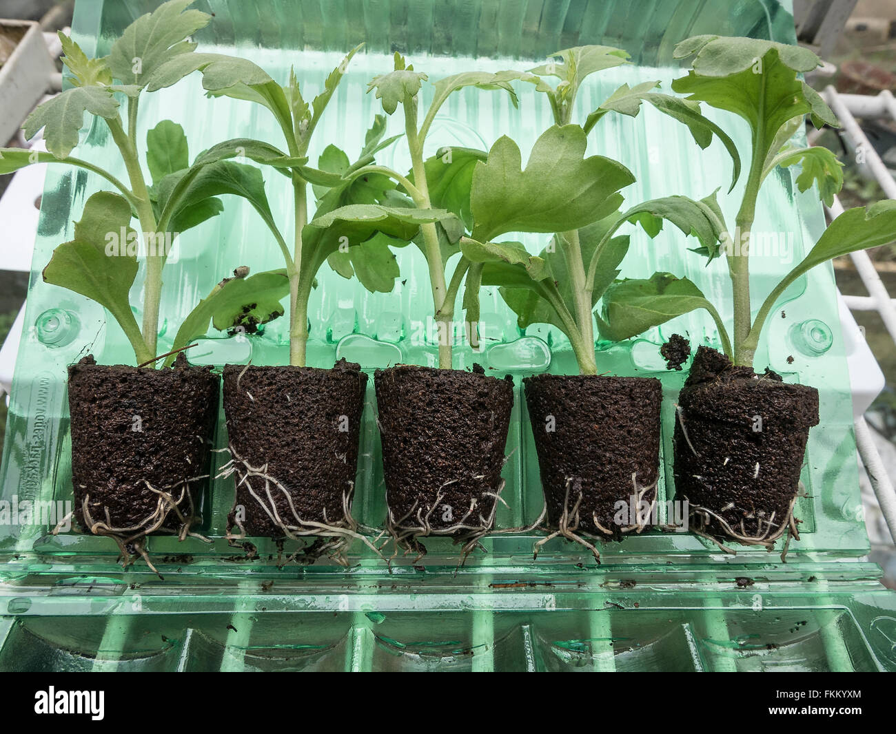 Rooted chrysanthemum cuttings delivered by post and ready for potting Stock Photo