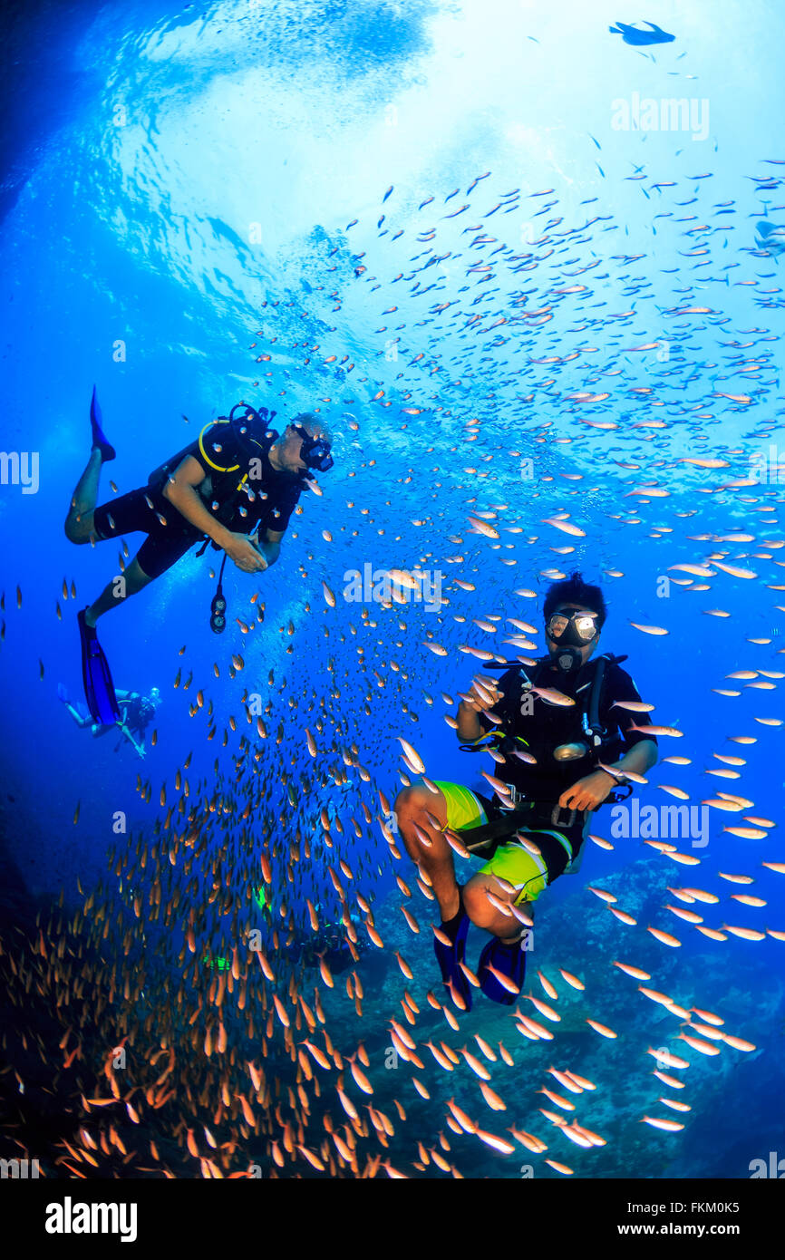 Scuba diving is fun, 2 divers in a school of fish, sailrock, Thailand Stock Photo
