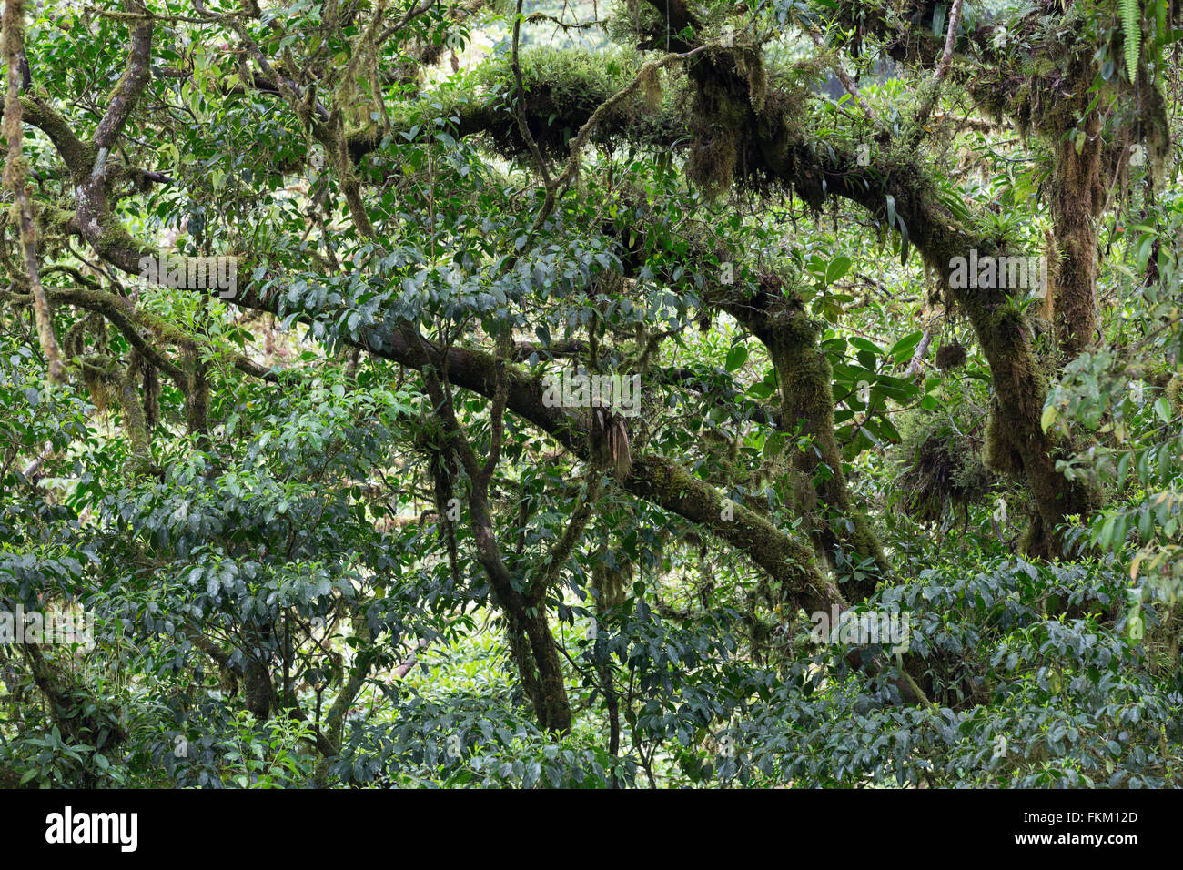Wildlife in trees hi-res stock photography and images - Alamy