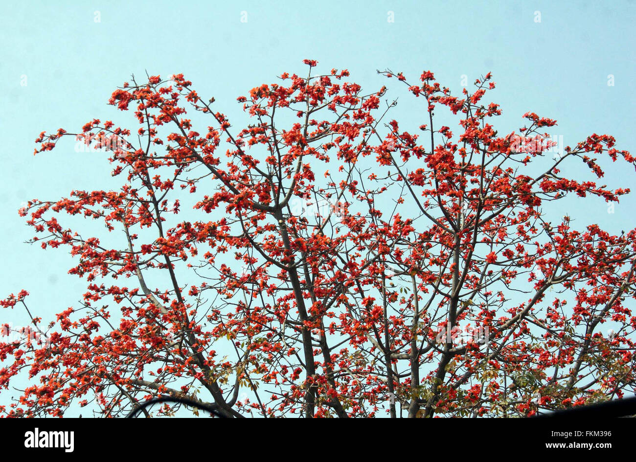 Eye catching shrub or small tree hi-res stock photography and images ...