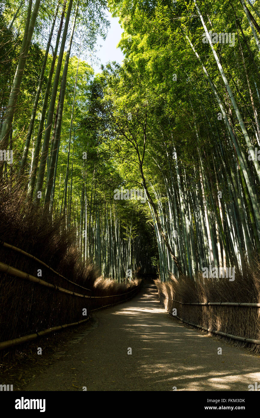 Arashiyama Bamboo Grove, Ukyo Ward, Kyoto, Kyoto Prefecture, Japan Stock Photo