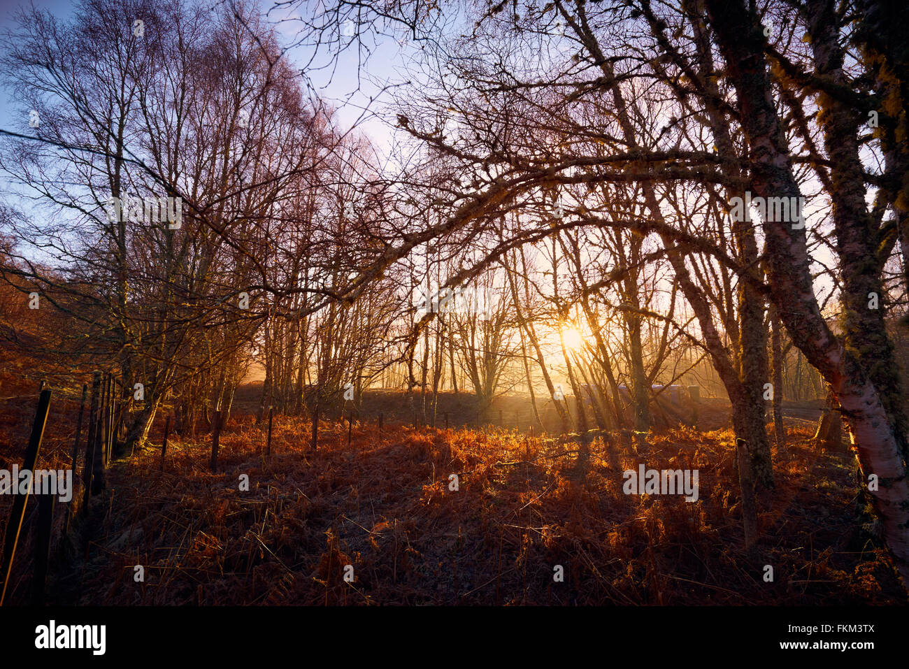 Sunrise in the forest at Lynwilg, Cairngorms in the Scottish Highlands, UK. Stock Photo