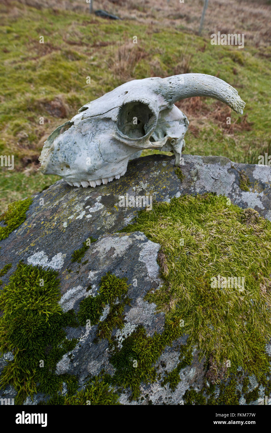 Sheep skull on a rock Stock Photo