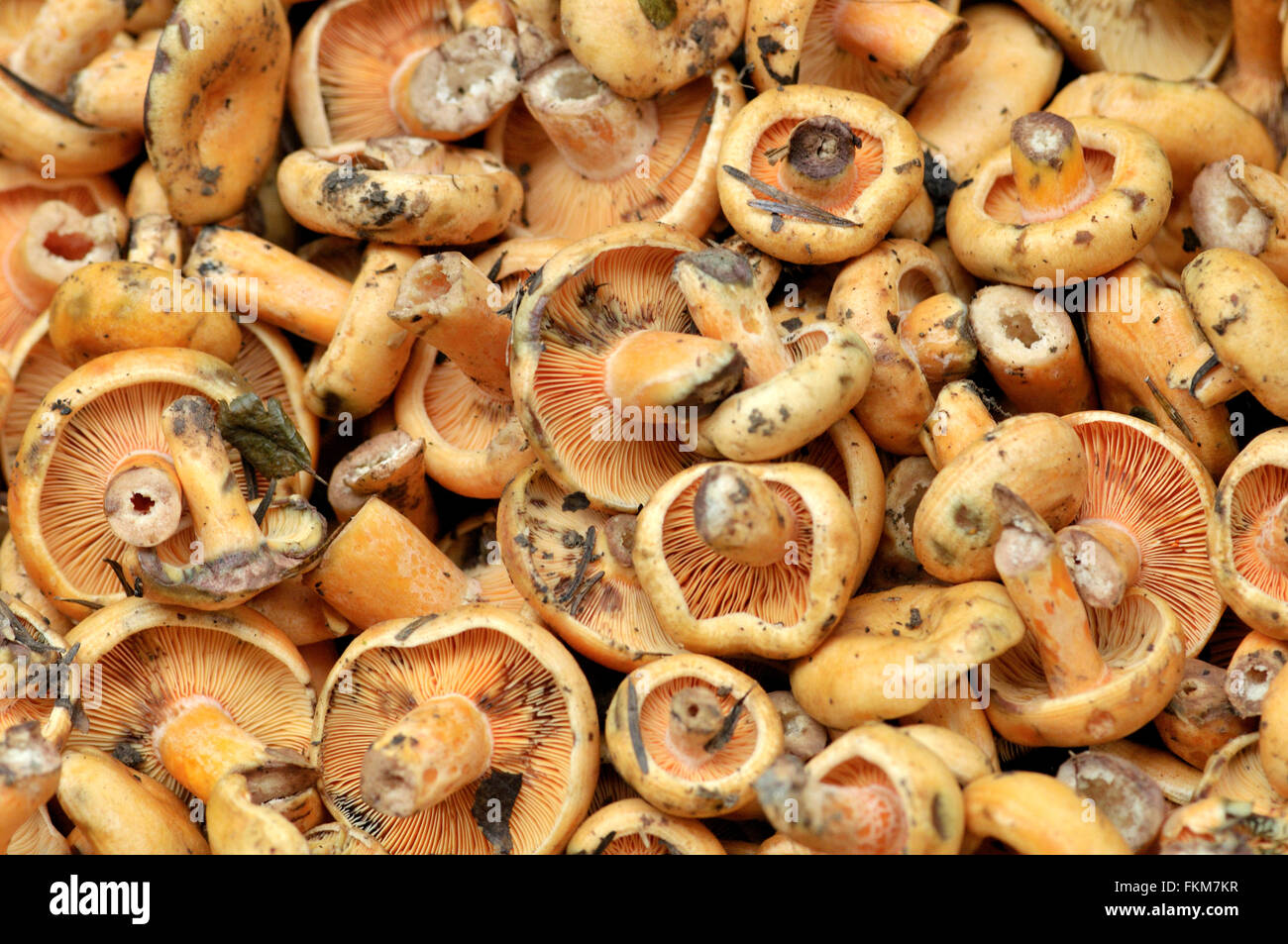 Mushrooms (Lactarius deliciosus) at La Boqueria market, Barcelona