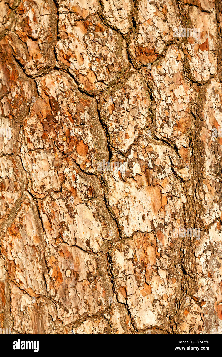 barck in the abstract close up of a tree color and texture Stock Photo