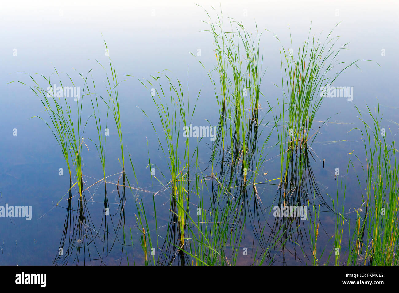 Reeds in water hires stock photography and images Alamy