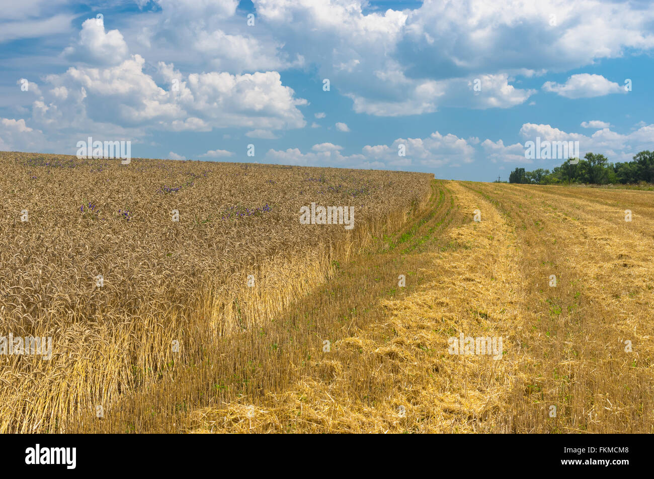 Summer landscape with wheat field at harvesting time Stock Photo - Alamy