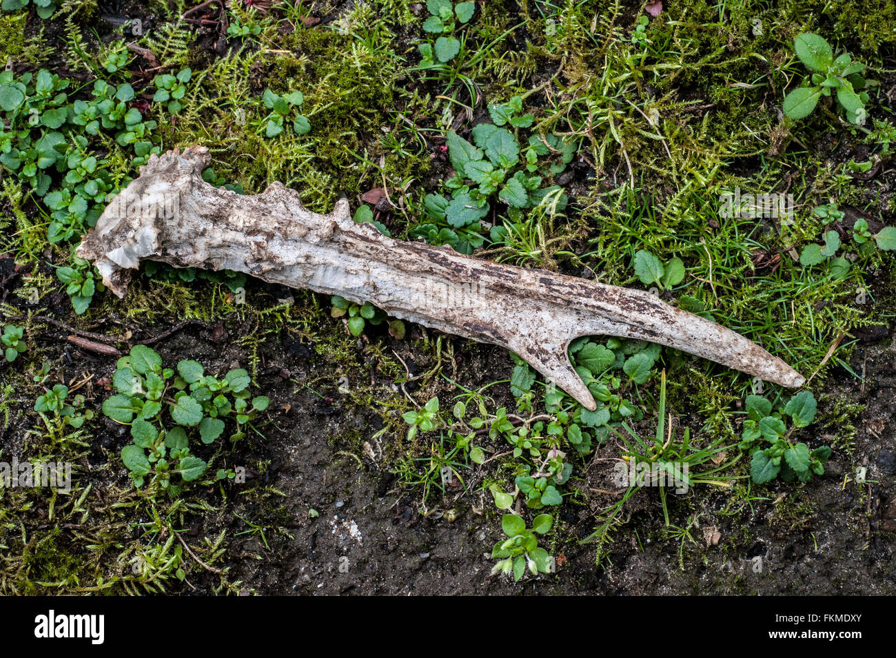 Shed antler of roe deer on forest floor, showing teeth marks and gnawed upon by mice, squirrels and rodents for the minerals Stock Photo